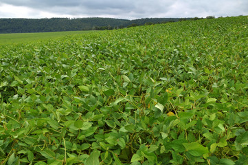 Fototapeta na wymiar The field grows soy