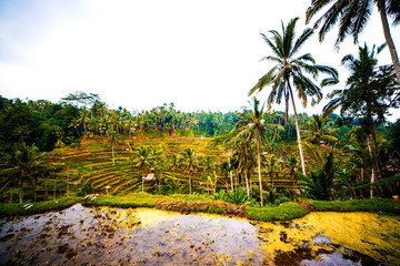 Rice Terrace in Indonesia - 250320938