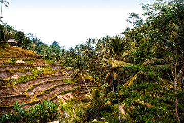 Obraz na płótnie Canvas Rice Terrace in Indonesia