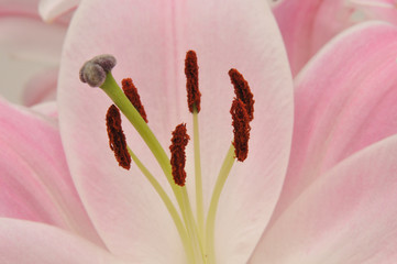 Closeup of Lily