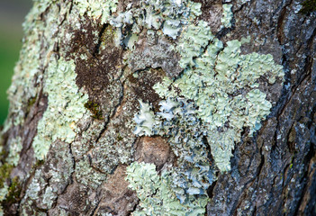 Wood textured background with green moss texture