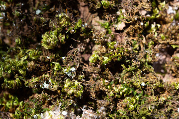 green moss vegetable texture