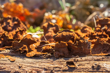 dried tree bark covered with mushrooms in forest