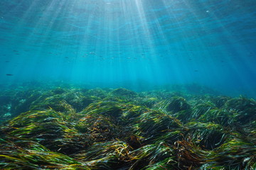 Seabed with neptune grass Posidonia oceanica underwater Mediterranean sea, natural sunlight, Javea,...