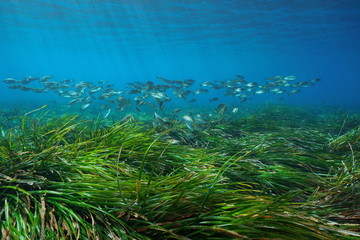 Fototapeta na wymiar Seagrass Posidonia oceanica with a school of fish underwater in the Mediterranean sea, Cabo de Gata Nijar, Almeria, Andalusia, Spain