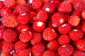 background of isolated strawberries scattered on the plane, very ripe and beautiful: forest berries, gifts of nature, delicious desserts macro close up