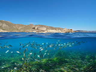 Spain Andalusia coast with a castle and school of fish with Posidonia seagrass underwater Mediterranean sea, el Playazo de Rodalquilar, Almeria, split view half over and under water