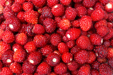 background of a very big amount isolated strawberries scattered on the plane, very ripe and beautiful: forest berries, gifts of nature, delicious desserts