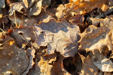 Dry leaves shades of brown colors. Close-up. Background