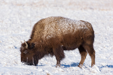 American Bison on the High Plains of Colorado