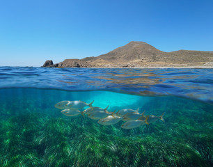Spain arid coast with fish and seagrass underwater, Mediterranean sea, Cabo de Gata Nijar, Almeria,...