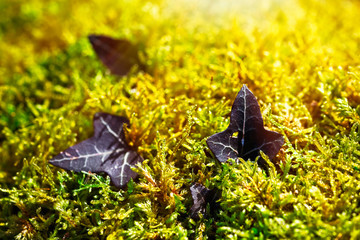 green moss vegetable texture with a wild ivy shoot