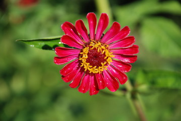 zinnia