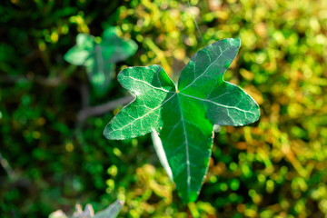 green moss vegetable texture with a wild ivy shoot