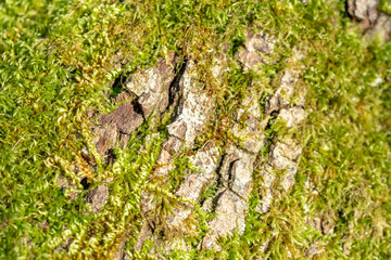 Wood textured background with green moss texture
