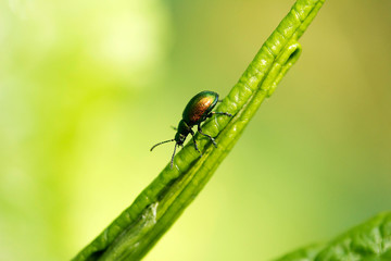 Green Red Beetle
