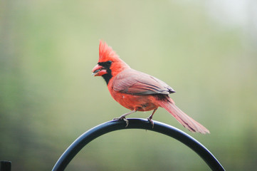 Cardinal lunch