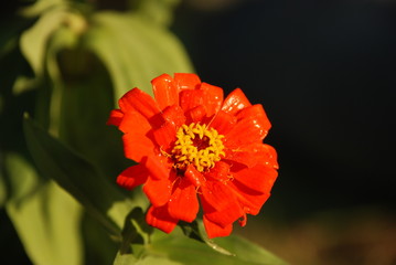 Zinnia
