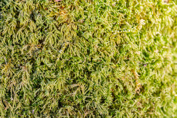 green moss vegetable texture