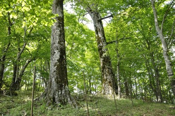 市原新道のブナの双子