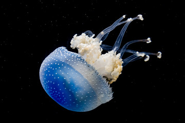 Obraz na płótnie Canvas A white spotted jellyfish in an aquarium