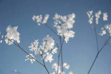 ice flowers