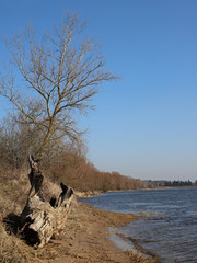 Early spring on the river, a spreading tree protruding above the water, a branch in the foreground, Poland
