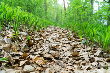 Path covered with dry oak and beech leaves in the forest, lilies of the valley on the sides, sunny spring day, view from below. Selective focus, blurred background.