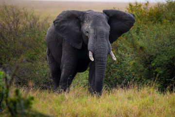 Fototapeta na wymiar elephant in front