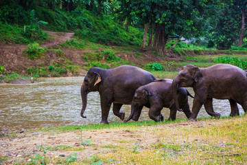 family of elephants - 250324731