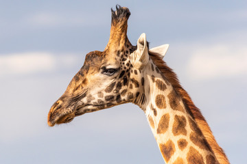 jirafa en Masai Mara