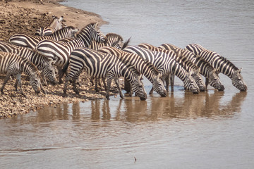 Fototapeta na wymiar zebras en masai mara