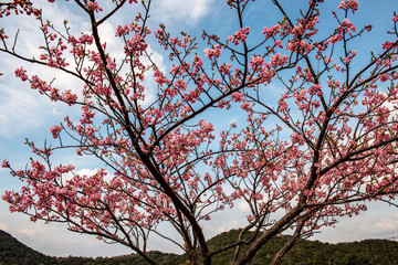 四浦半島の河津桜