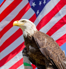 Wounded bald eagle in front of American flag