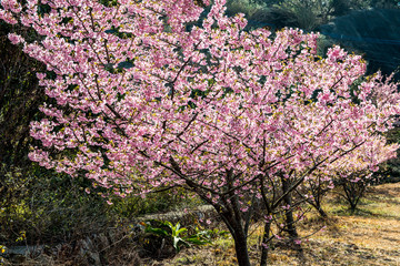 四浦半島の河津桜