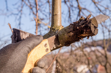 Pruning young fruit trees with a garden saw for branches. Spring pruning of fruit trees in the garden.