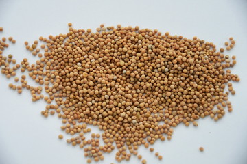 Mustard Seeds isolated(selective focus; close-up shot)