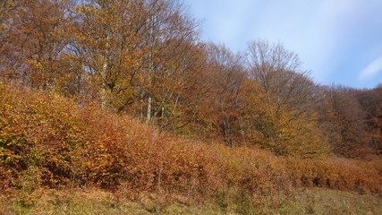 Fototapeta premium Jesień, drzewa