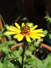 Abeja en flor 