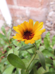 Flor amarilla d primavera