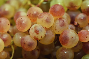 White grapes in a plate on a white background