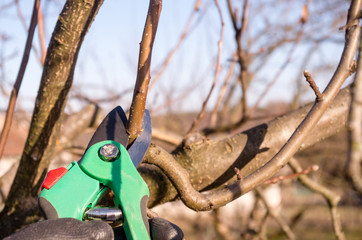 Pruning apple with garden scissors. Spring pruning of fruit trees in the garden.