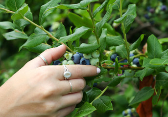 blueberry picking