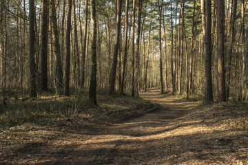 Obraz premium Path in the woods on a sunny morning.