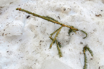 Dried branch from the Christmas tree in dirty spring thawing snow