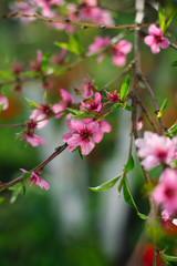 Flowering spring trees with a blurred background