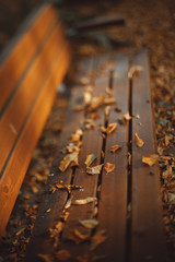 Autumn Leaves On Bench