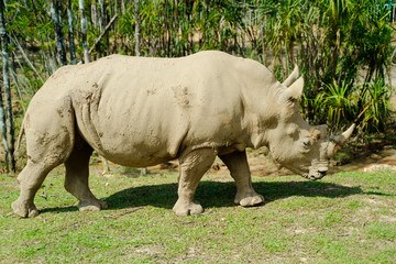 Naklejka premium Rhino animal on the grass at summer daytime