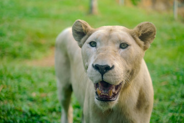 Lioness animal close up portrait. A lion wildcat at summer