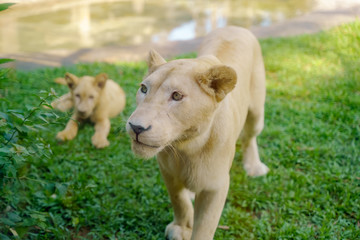 Lioness animal close up. A lion wildcat maternal care defense